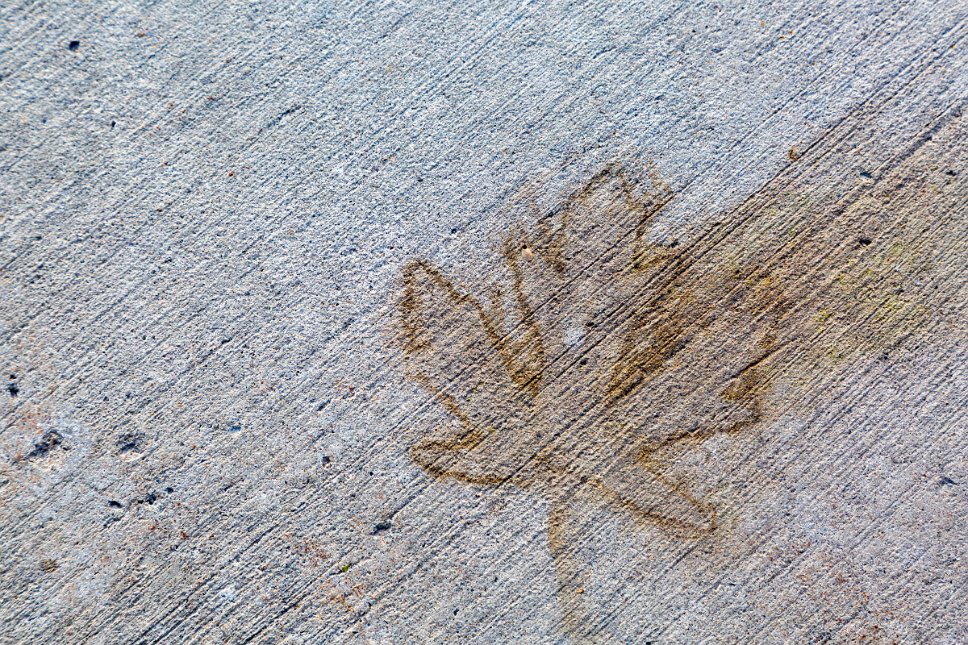Ontario, Ottawa, print of a leaf on sidewalk