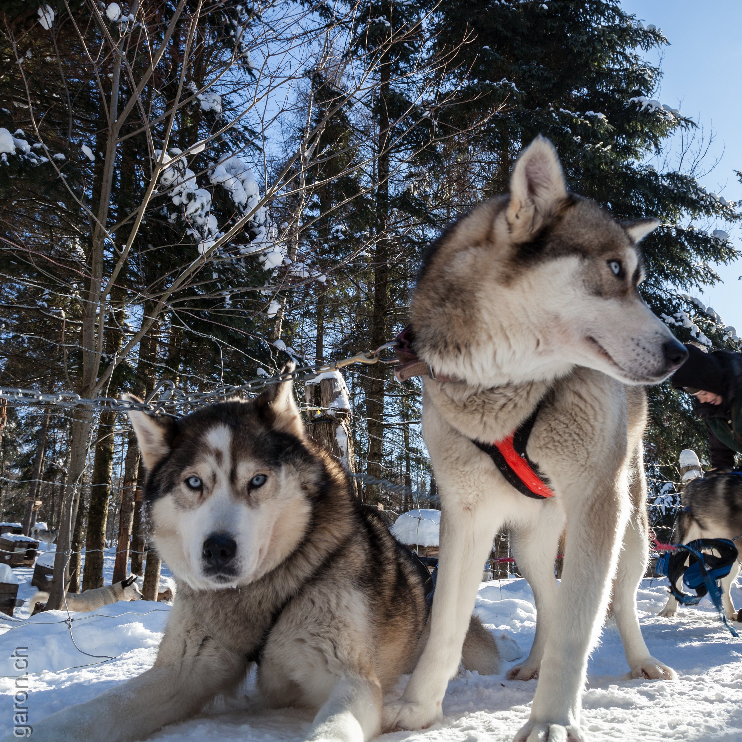 Expedition Wolf in Rivière-Rouge, Quebec, dog sledding with huskies 