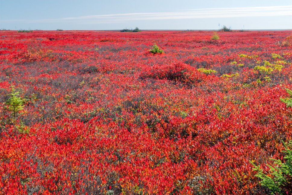 Acadia; Miscou Island