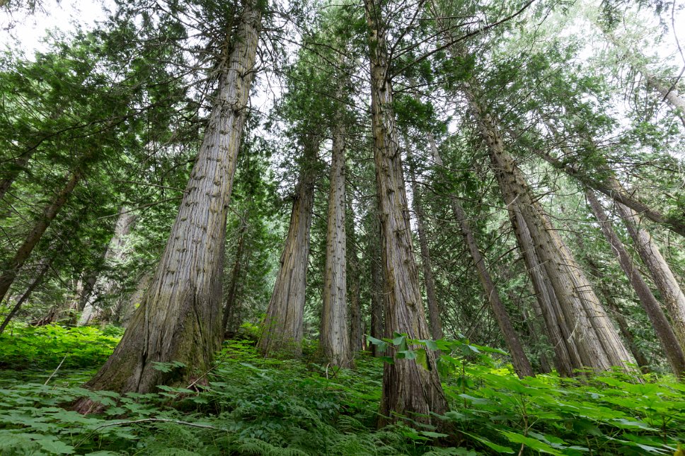 British Columbia, Ancient Forest Chun T'oh Whudujut Provincial Park