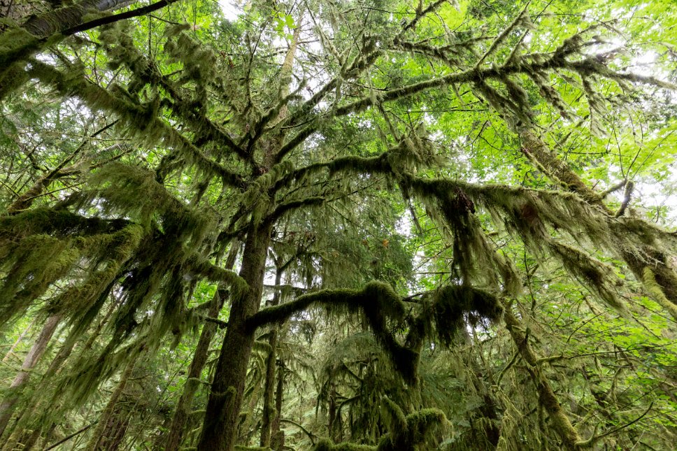 British Columbia, Cathedral Grove