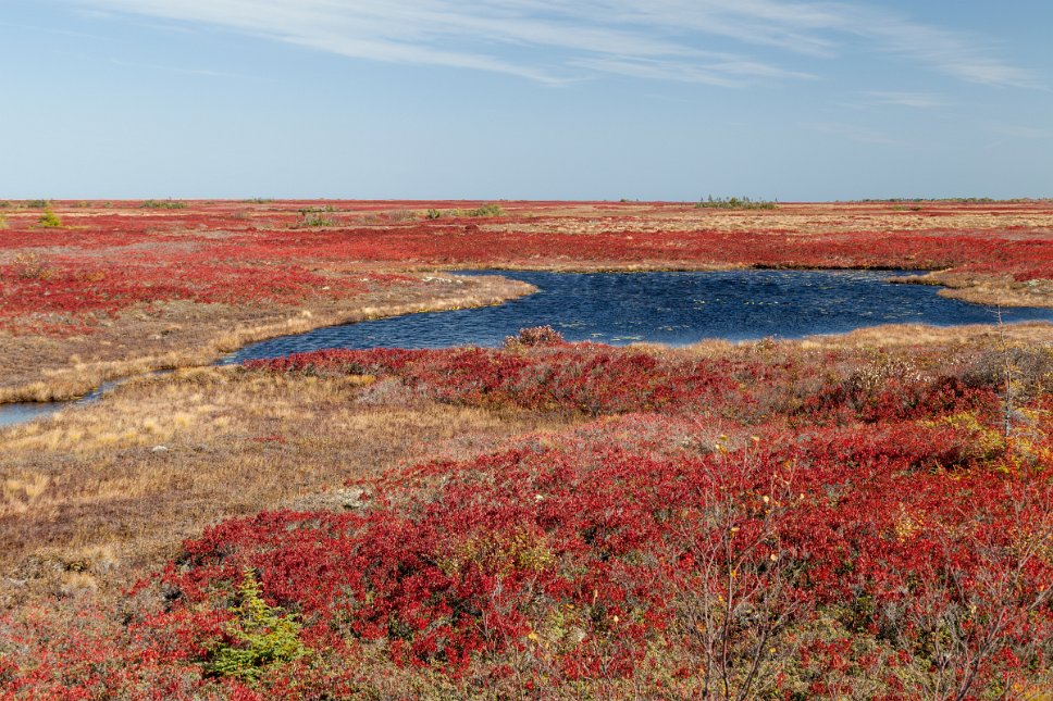 Discovering Acadia, Miscou Island In a protected area: natural peat moss left in its natural state shows autumn colors