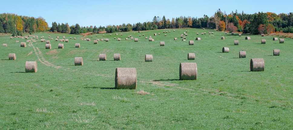 Country side of Charlottetown Hay bales