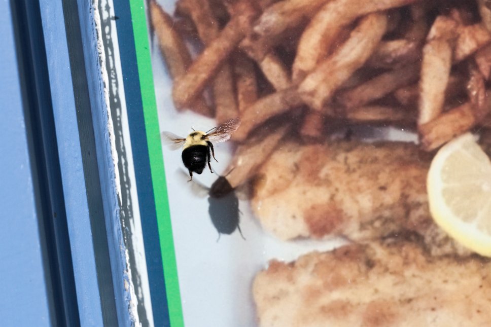 Nova Scotia Digby Bumblebee on meal poster