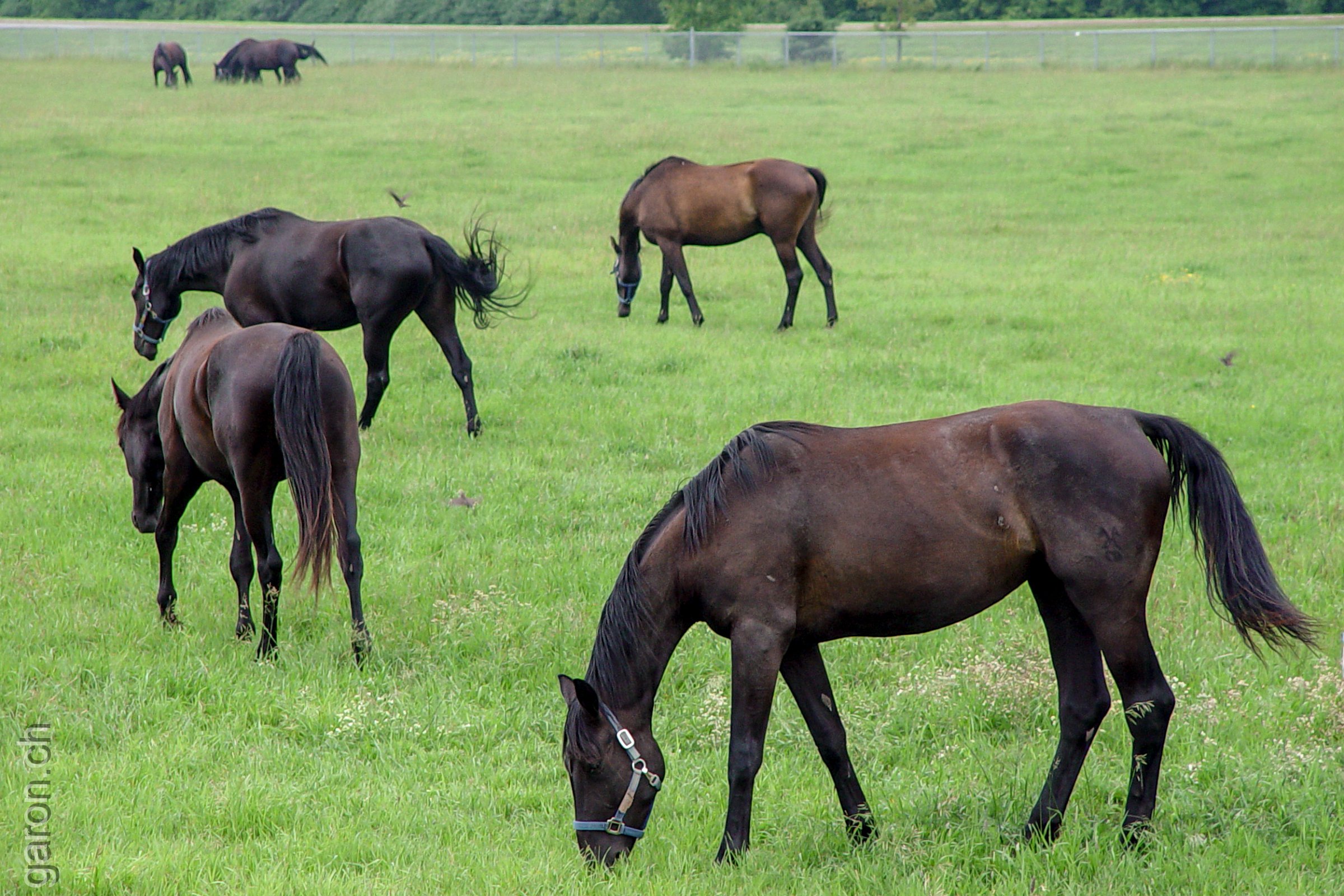 Ontario, RCMP Horses in Ottawa grazing in the field of the Headquarters