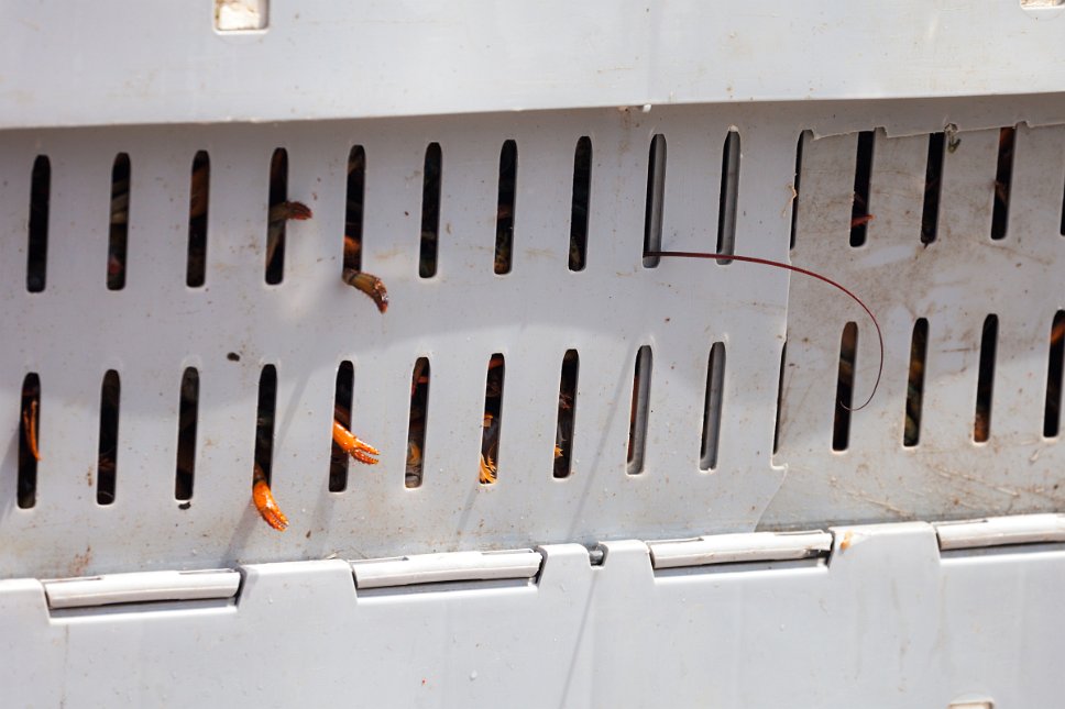 Prince Edward Island, Malpeque Wharf Lobsters trapped