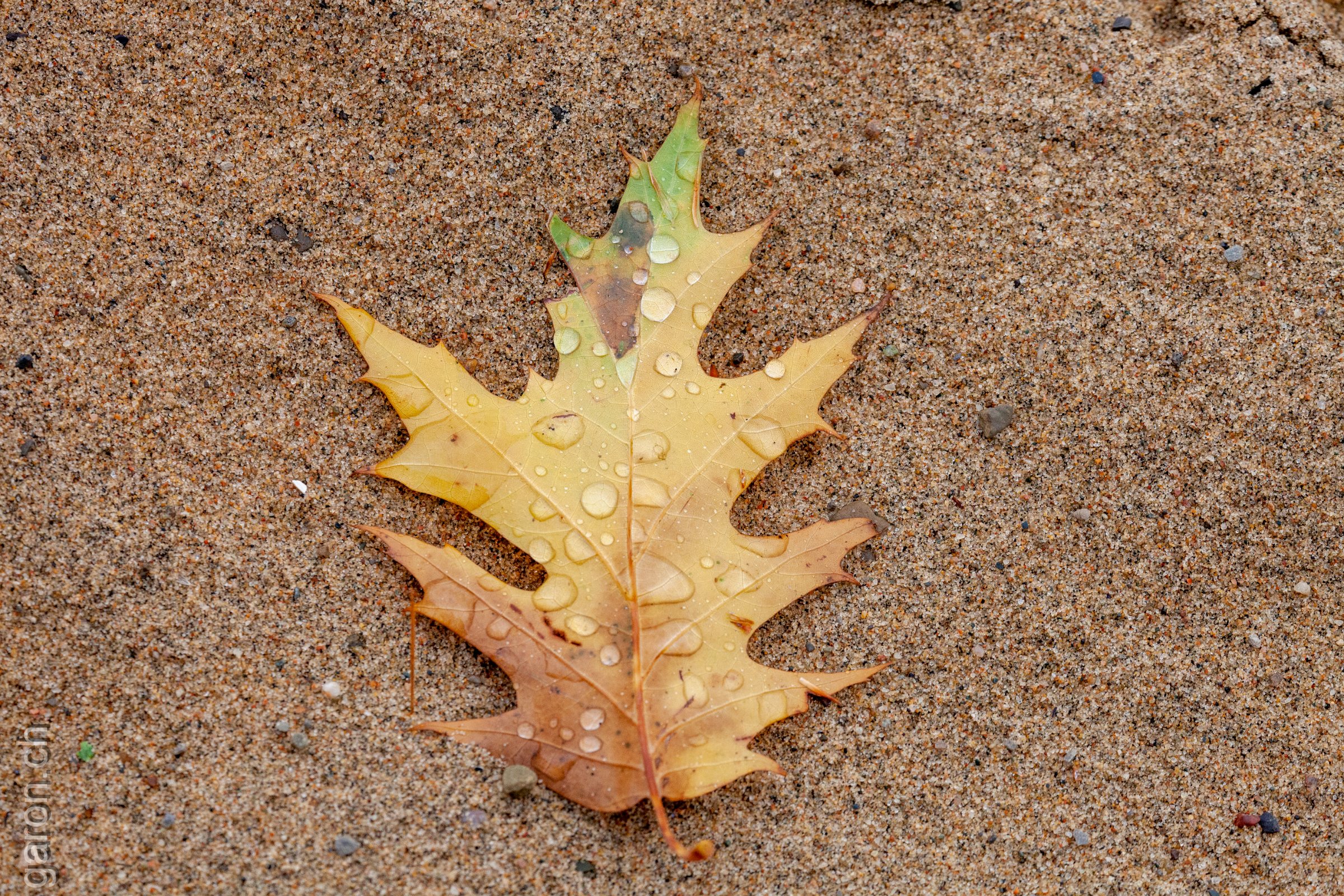 P.Q. Parc National Oka, leaf on sand 