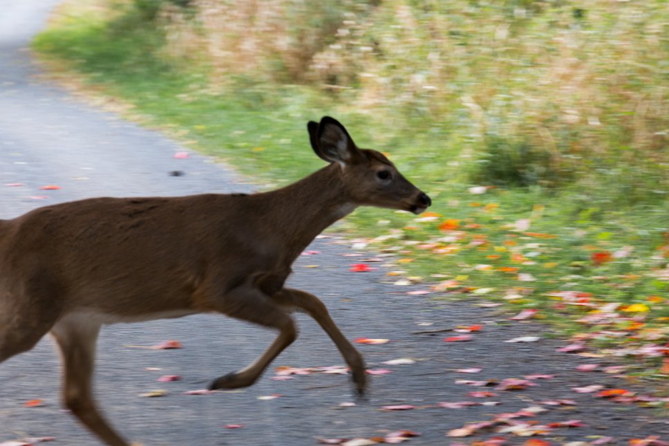 Parc des îles de Boucherville