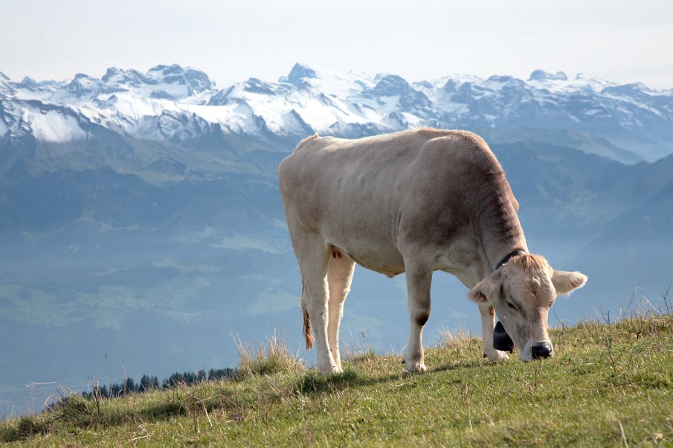 Rigi