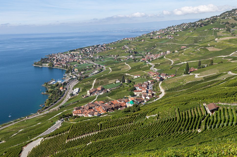 Lavaux