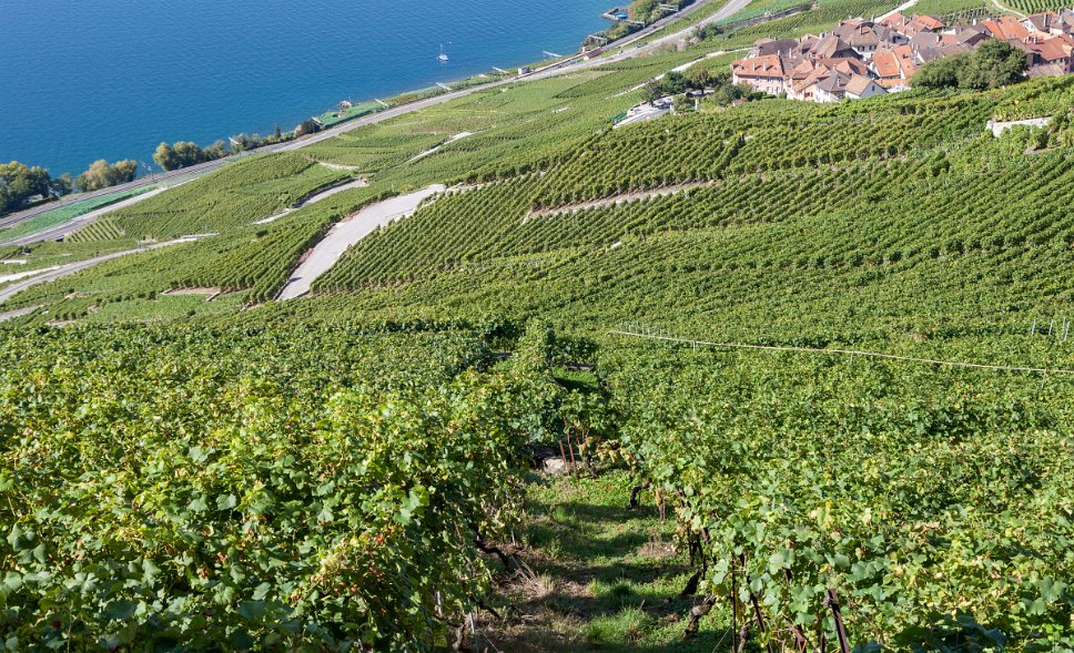 Lavaux