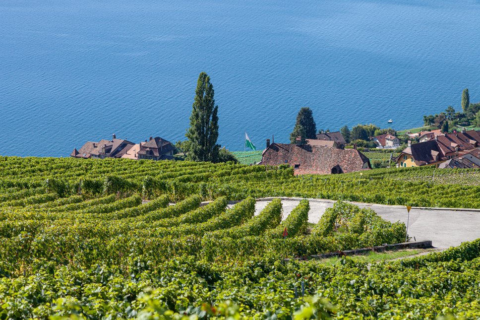 Lavaux