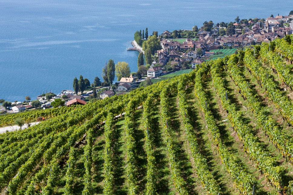 Lavaux