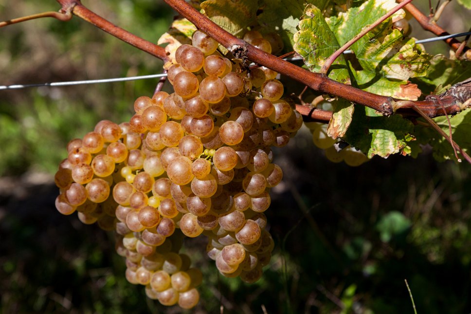 Lavaux