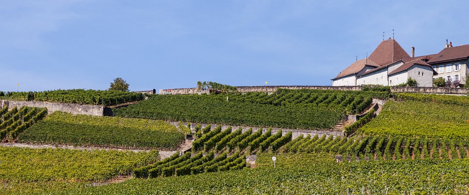 Lavaux